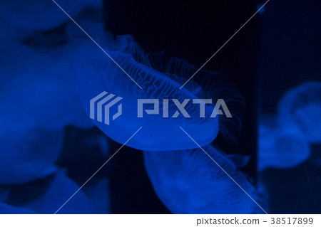 Moon jellyfish 38517899