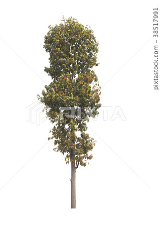 Tree isolated on white background. Tree isolated on white background. 38517991