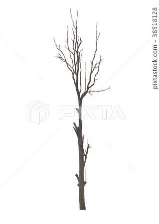 Dead tree or dried tree isolate on white . Dead tree or dried tree isolate on white . 38518128