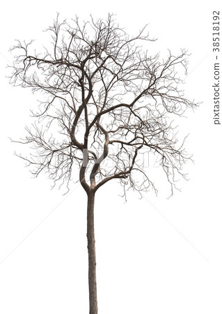 Dead tree or dried tree isolate on . Dead tree or dried tree isolate on . 38518192