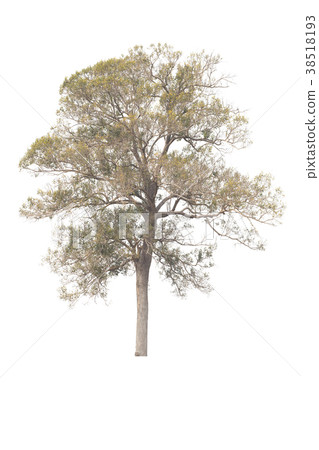 Tree isolated on white background. Tree isolated on white background. 38518193