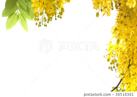 Yellow golden shower flower isolate on white. Yellow golden shower flower isolate on white. 38518381