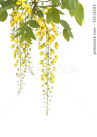Yellow golden shower flower isolate on white. 38518383