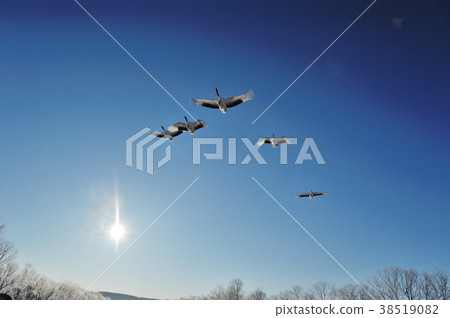 蔓越莓（北海道）的立場 38519082