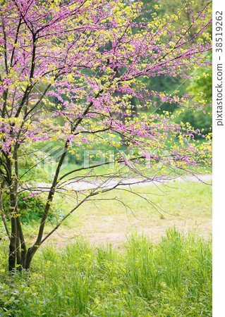 Blooming Redbud Tree 38519262