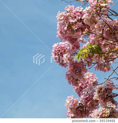 Tabebuia rosea blossom 38519488