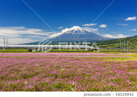 Shinkansen bullet train with Mt. Fuji 38520042