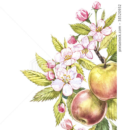 Apple frame botanical illustration. Card design 38520932