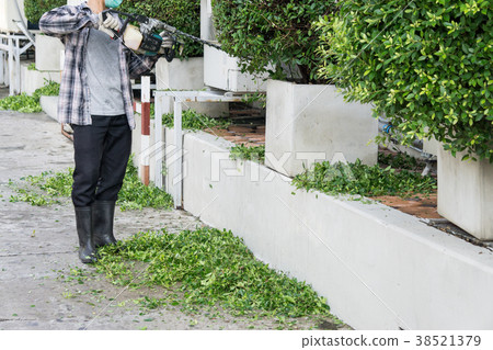 Gardener with his gasoline hedge trimmer in action Gardener with his gasoline hedge trimmer in action 38521379