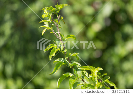 Green leaf of Fried Egg Tree 38521511