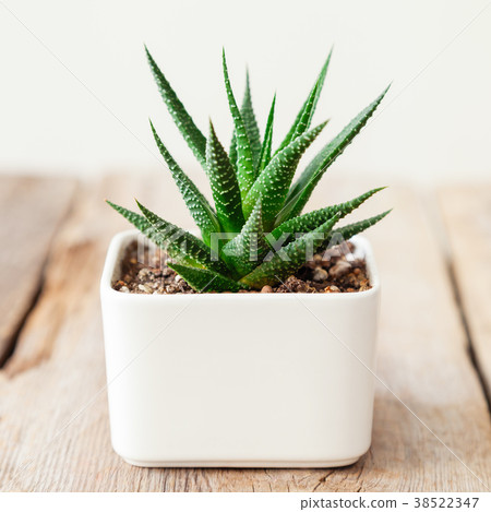 Haworthia succulent close up in white pot. 38522347