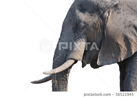 elephant head on white 38522945