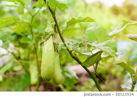thai eggplant organic 38523554