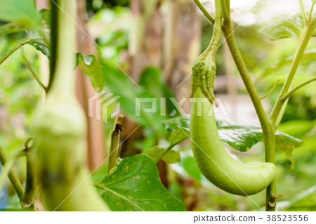 thai eggplant organic 38523556