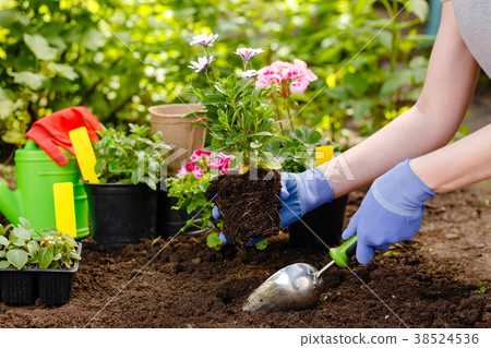 图库照片: gardener woman planting flowers in the garden at