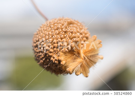 鈴木甲蟲的果實 38524860