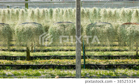 spanish moss 38525314