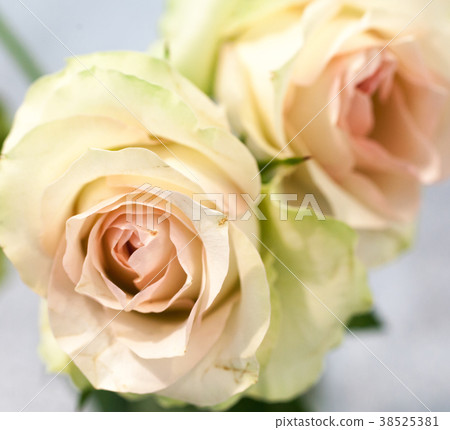 sweet pink rose 38525381