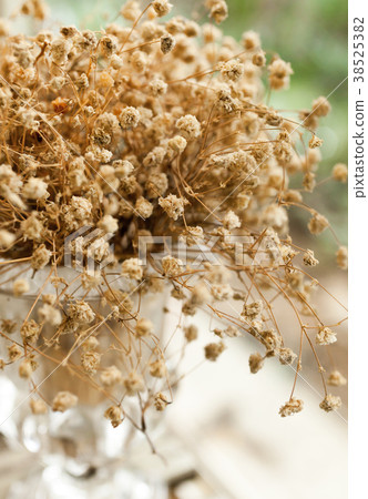 Dry Gypsophila 38525382
