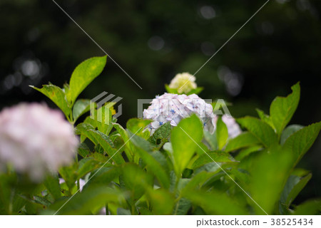 Pukouji的Ajisai Pukouji的Ajisai 38525434