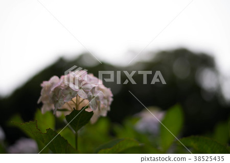 Pukouji的Ajisai 38525435