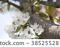 Cherry Blossom	 38525528