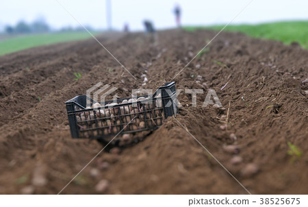 potato ridges potato ridges 38525675