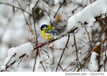 Titmouse sits on tree branch in winter. Titmouse sits on tree branch in winter. 38525702