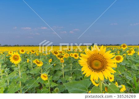sunflower plant field with the Sunn hemp, Indian h sunflower plant field with the Sunn hemp, Indian h 38526269