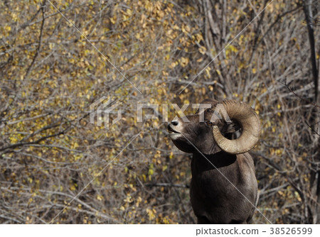 Male Bighorn Sheep 38526599