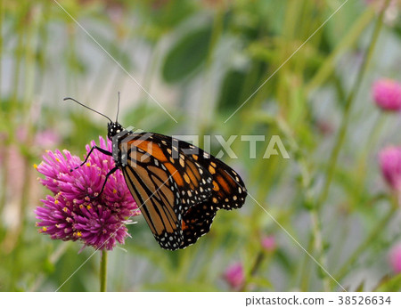 Monarch Butterfly Perching on Pink Flower 38526634