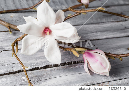 flowers magnolia on wood table. Magnolia stellata 38526840