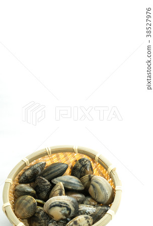 蛤蜊白色背景 蛤蜊白色背景 38527976