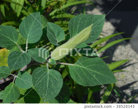 Morning glory 38528143