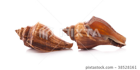 Seashell isolated on white background 38528161