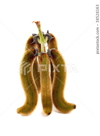 nettles brown pods with on white background 38528163