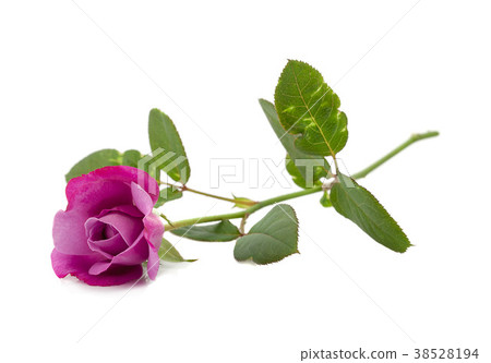 A pink rose bloom by gift A pink rose bloom by gift 38528194