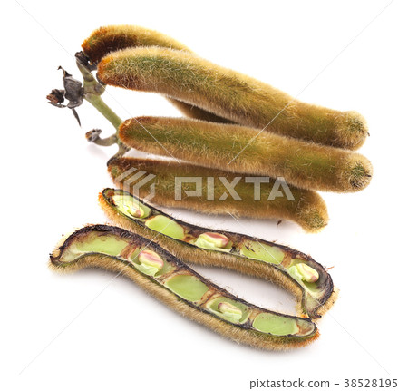 nettles brown pods with on white background nettles brown pods with on white background 38528195