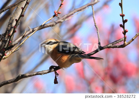 Moz (male) with food on plum tree 38528272