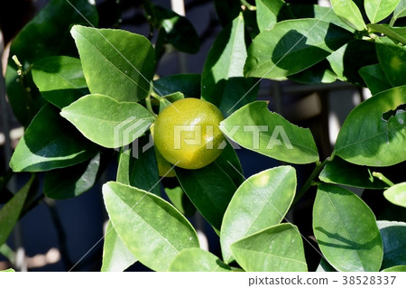 Kumquat to be planted in Mitaka Nakahara, Mitaka City, Tokyo 38528337