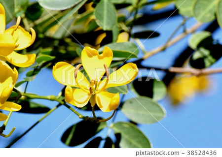 開花在Mitaka Nakahara,Mitaka市,東京的黃色Kovanensena花 開花在Mitaka Nakahara,Mitaka市,東京的黃色Kovanensena花 38528436