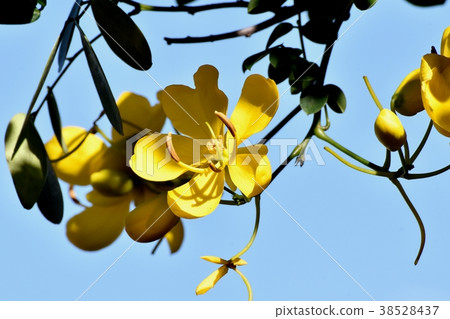 開花在Mitaka Nakahara,Mitaka市,東京的黃色Kovanensena花 開花在Mitaka Nakahara,Mitaka市,東京的黃色Kovanensena花 38528437