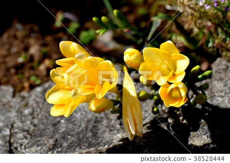 Plants of Mitaka City, Tokyo Freesia blooming in Mitaka Nakahara 38528444