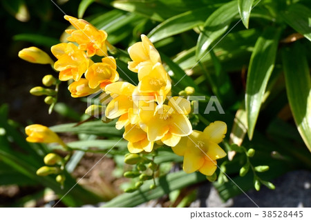 Plants of Mitaka City, Tokyo Freesia blooming in Mitaka Nakahara 38528445