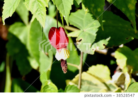 三鷹市，東京，開花在三鷹中原的提洛爾燈的植物 38528547