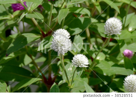 東京三鷹市的植物，盛開在三鷹中原 38528551