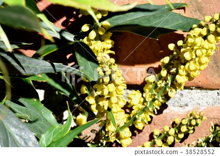 A plant of Mitaka-shi, Tokyo. A flower of hollyaginan which blooms in Mitaka Nakahara A plant of Mitaka-shi, Tokyo. A flower of hollyaginan which blooms in Mitaka Nakahara 38528552