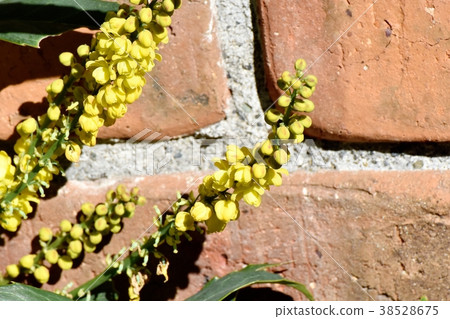 A plant of Mitaka-shi, Tokyo. A flower of hollyaginan which blooms in Mitaka Nakahara A plant of Mitaka-shi, Tokyo. A flower of hollyaginan which blooms in Mitaka Nakahara 38528675