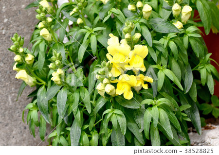 Snapdragon blooming in Mitaka Nakahara, Mitaka City, Tokyo Snapdragon blooming in Mitaka Nakahara, Mitaka City, Tokyo 38528825
