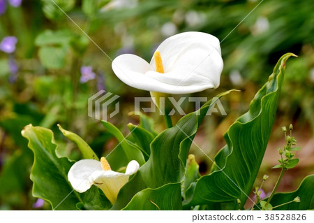 開花在Mitaka市，東京三鷹中原工廠的顏色 38528826